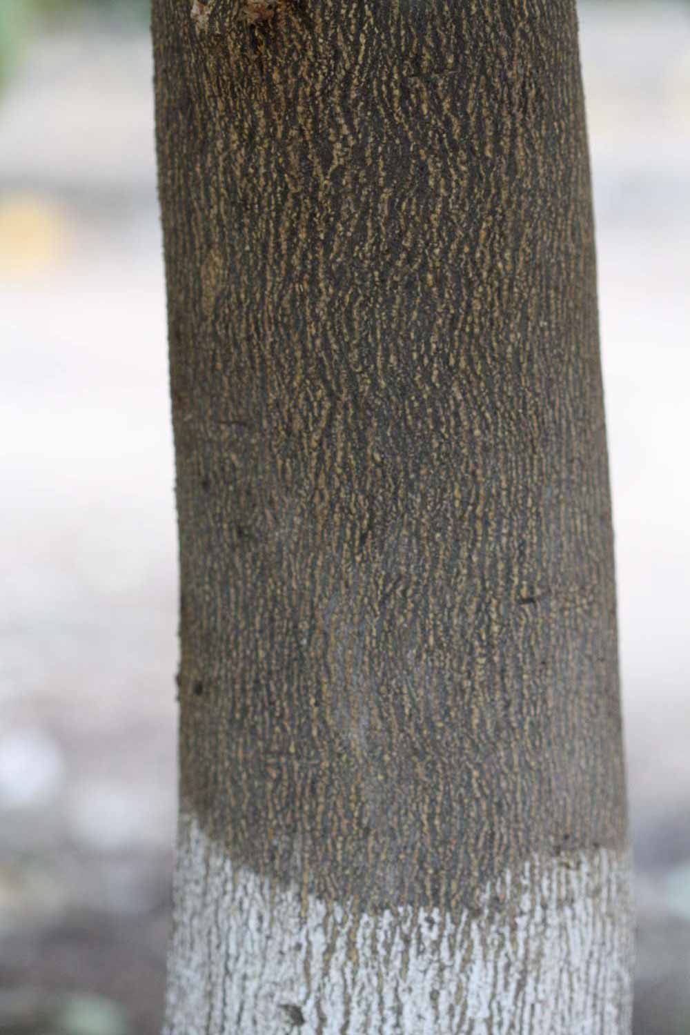            Bark (Moanalua, Riverside, CA)   